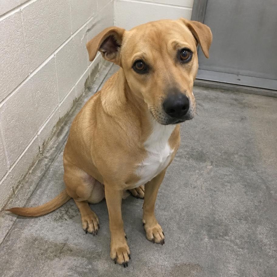 Unedited phone photo of a shelter dog sitting in a kennel